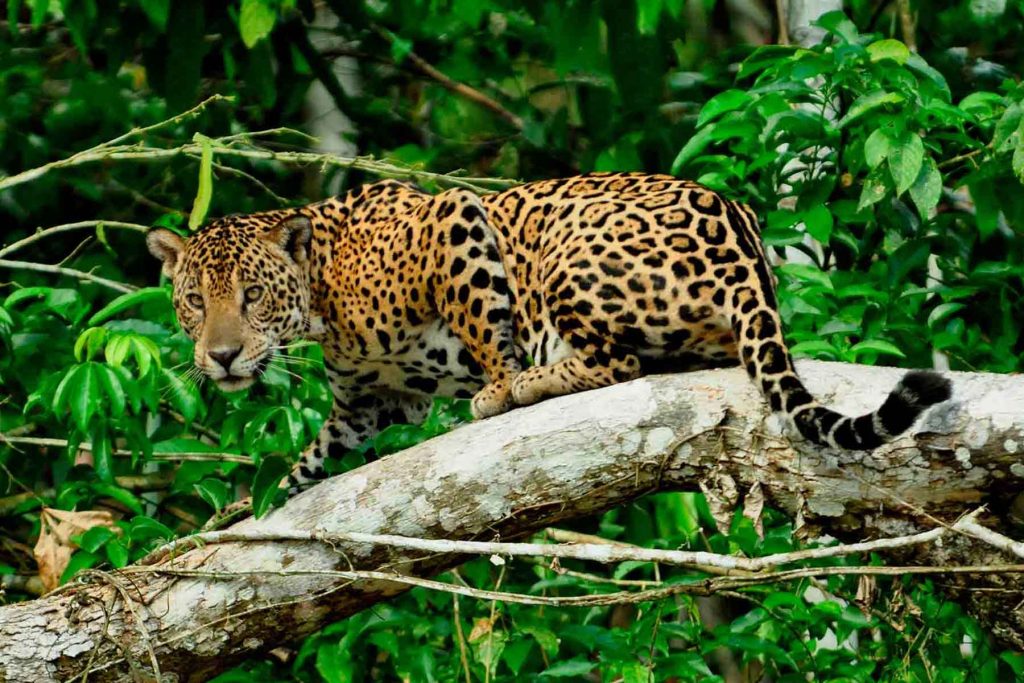 Manu National Park Tours