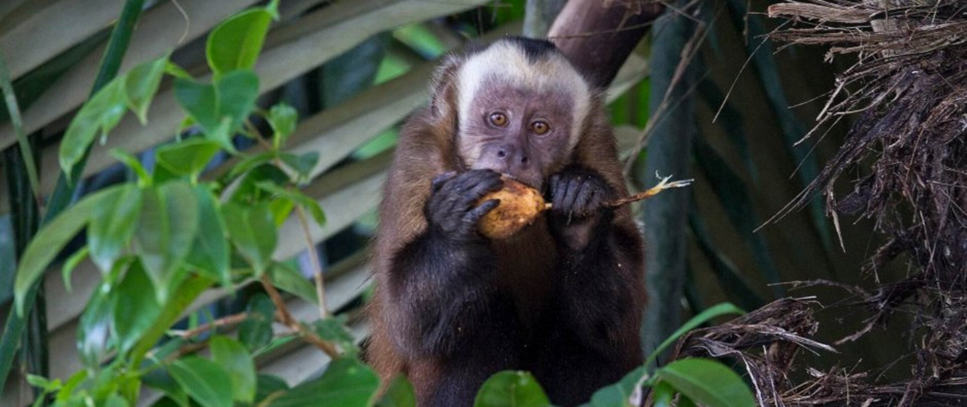 Manu National Park tours guide