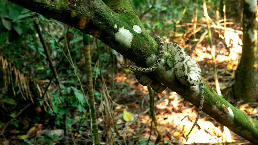 Amazon Tree Boa on a tree near the Manu Learning Centre, Peru Manu Biosphere Reserve