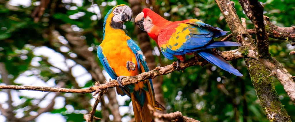 Manu Amazon Adventure – 3 Days