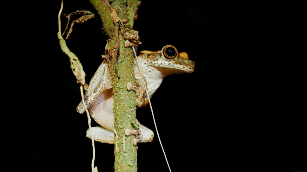 Tambopata – Lake Sandoval Peru